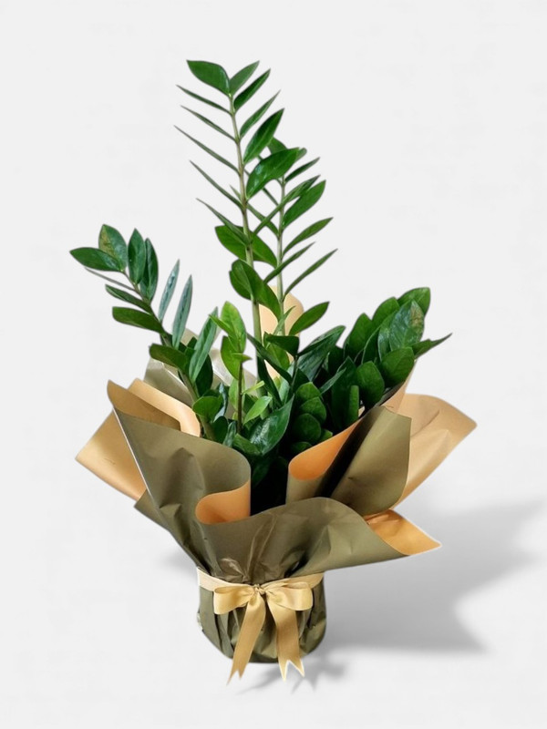 Zamia Bitkisi | haydi cicek
